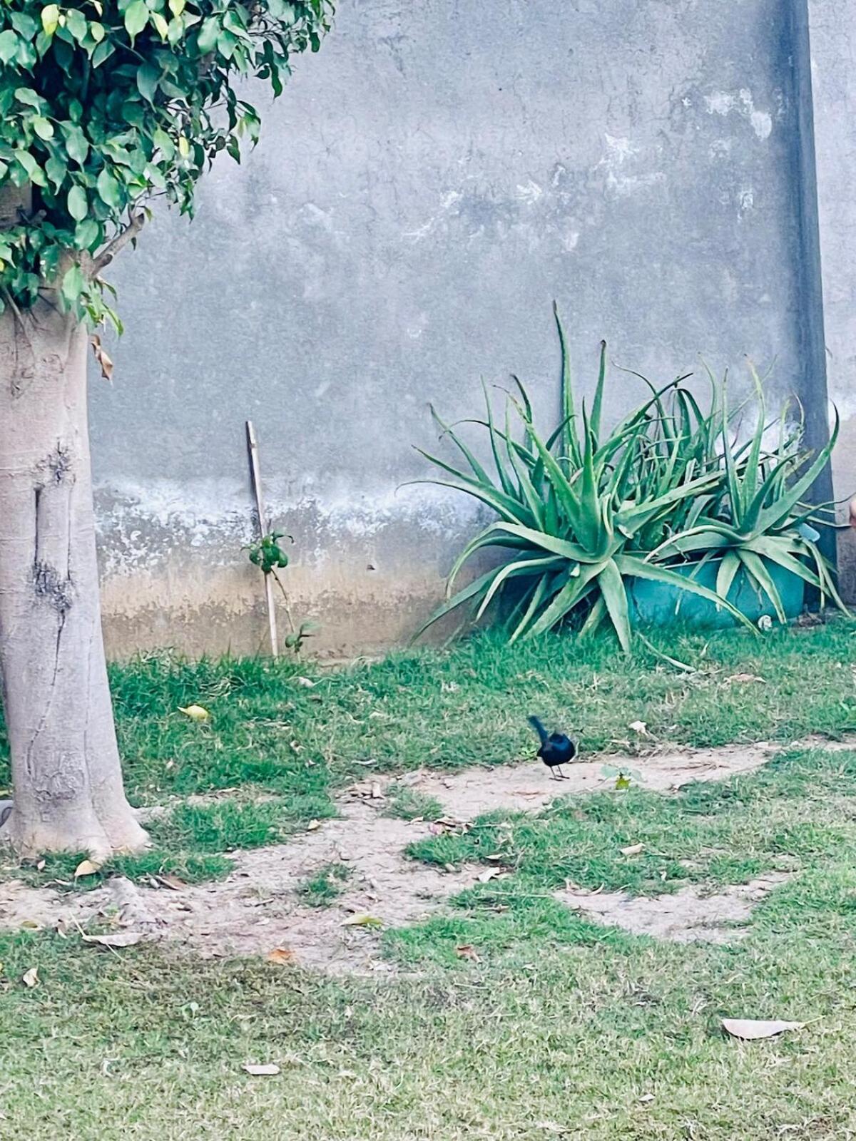 Sukoon Farm Villa Gurgaon Dış mekan fotoğraf